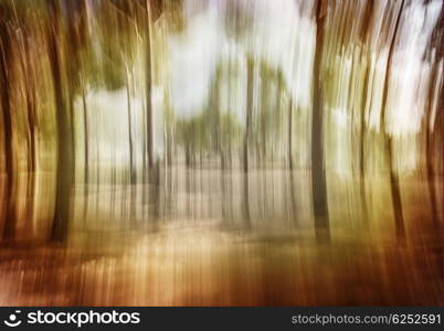 Soft focus photo of dark forest, abstract natural background, blurred grunge image, scary woodland, mystery nature