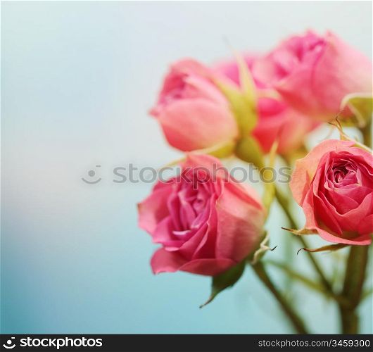 Soft focus rose flower background.