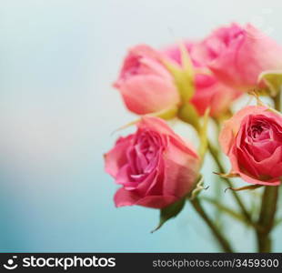 Soft focus rose flower background.