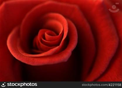 Soft focus - shallow depth-of-field image of the centre of a rose.