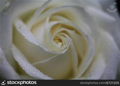 Soft focus shot of a white rose with waterdrops