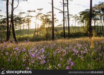 Soft Focus sweet purple flowers and pine tree forest with sunset light on Phu Soi Dao National Park, Thailand