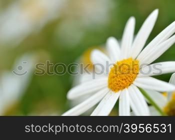 Soft focus white daisy flowers for background.