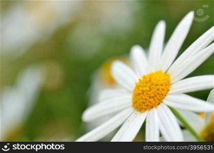 Soft focus white daisy flowers for background.