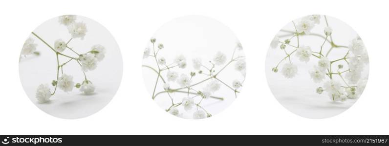 Soft focus White flower on blur beige background. Three circle frame background. Long horizontal collection.