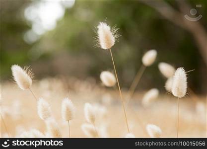 Soft focused macro close up of wild grass seed in rural countryside meadow 