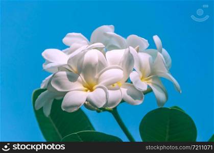 Soft frangipani or plumeria flower Bouquet on branch tree, selective focus