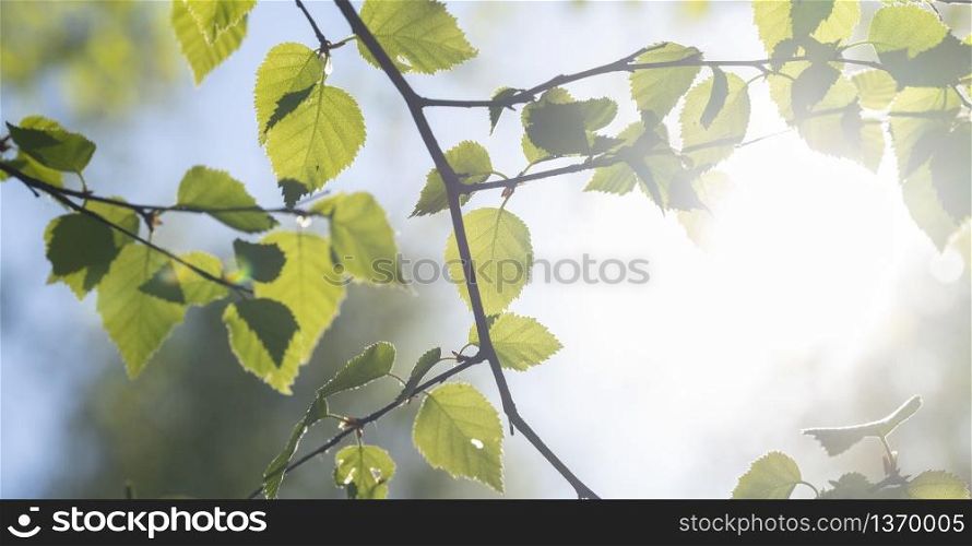 soft fresh green spring leaves of beech tree in sunlight with romantic feeling