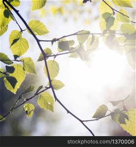 soft fresh green spring leaves of beech tree in sunlight with romantic feeling