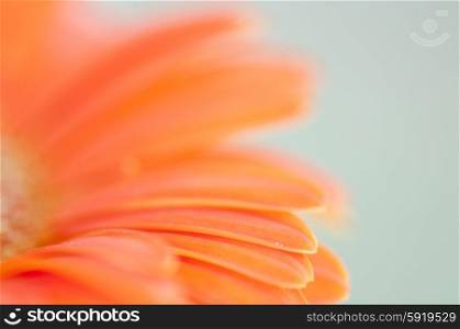 Soft gerberra flower macro