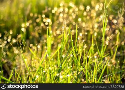 Soft grass field background after rainning in evening