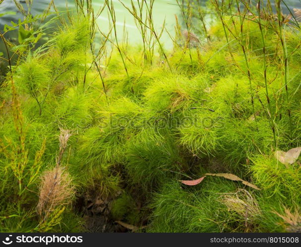 Soft green background formed by lush soft plants growing on the edge of a lake