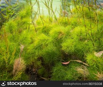 Soft green background formed by lush soft plants growing on the edge of a lake
