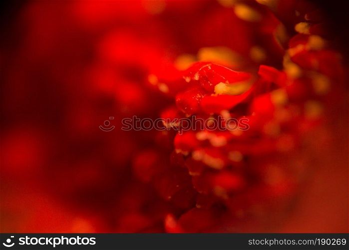 Soft petal flower, extremely close up background.