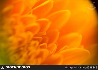Soft petal flower, extremely close up background.