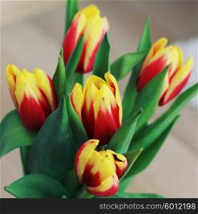 Soft photos. Red and yellow tulips in a vase.
