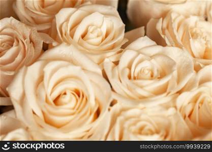 Soft pink beige roses with dew drops. Soft selective focus. Close-up. Horizontal. For greeting card, social media, Valentine"s day, flower delivery, Mother"s, Women"s Day, fashion blog. Horizontal.