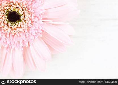 Soft pink flower gerbera daisy on white table background