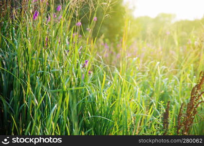 Soft pink meadow flower nature background