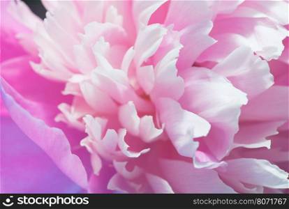 Soft Pink Peony Flower, Extreme Closeup, Abstract Spring Nature Background