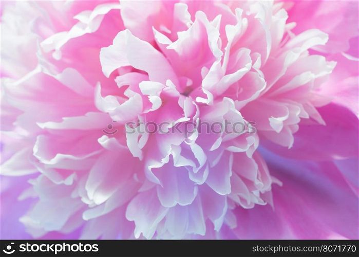 Soft Pink Peony Flower, Extreme Closeup, Abstract Spring Nature Background