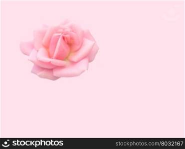 Soft pink rose on pink background, romantic love concept for Valentine&rsquo;s day or wedding celebration.