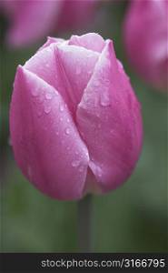 Soft pink tulip after the rain