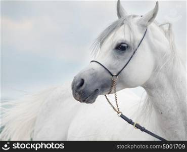 soft portrait of white wonderful arabian stallion at sky background