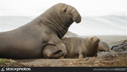 Soft sand of the Pacific Coast provides ground for mating rituals of the Elephant Seal