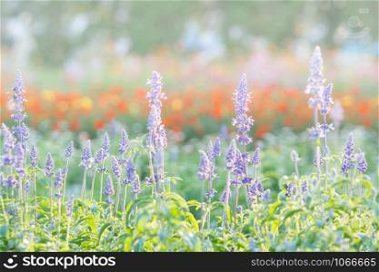 Soft, selective focus of blue salvia, blurry flower for background, colorful plants
