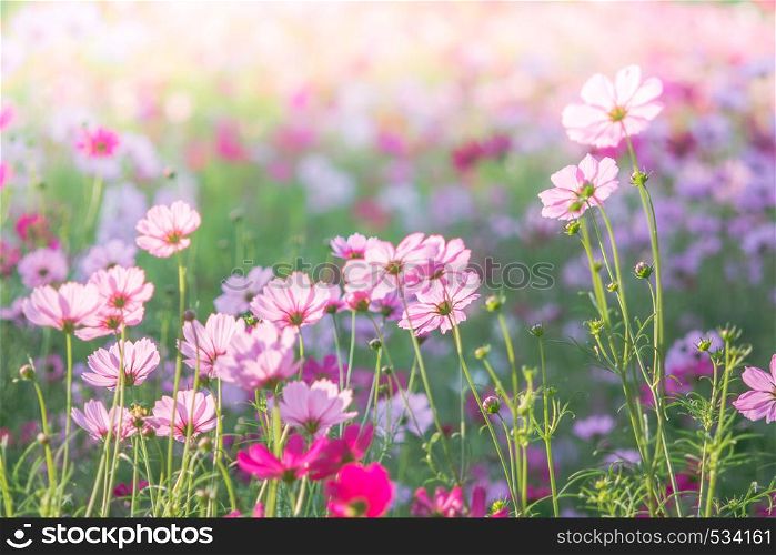 Soft, selective focus of Cosmos, blurry flower for background, colorful plants . Cosmos, blurry flower for background