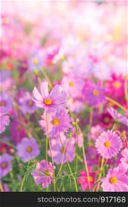 Soft, selective focus of Cosmos, blurry flower for background, colorful plants