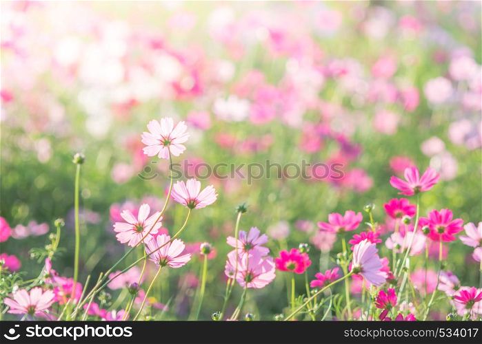 Soft, selective focus of Cosmos, blurry flower for background, colorful plants . selective focus of Cosmos