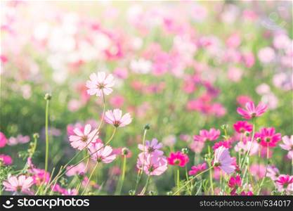 Soft, selective focus of Cosmos, blurry flower for background, colorful plants . selective focus of Cosmos