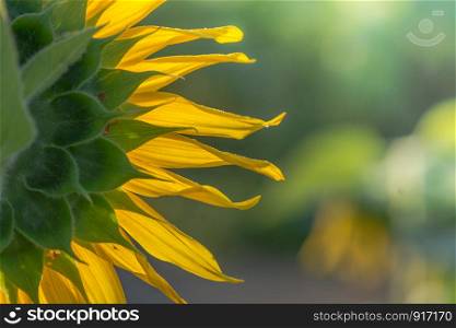 Soft, selective focus of sunflowers, blurry flower for background, colorful plants