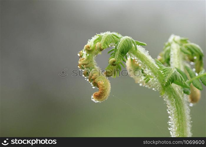 Soft shoots of fern leaves