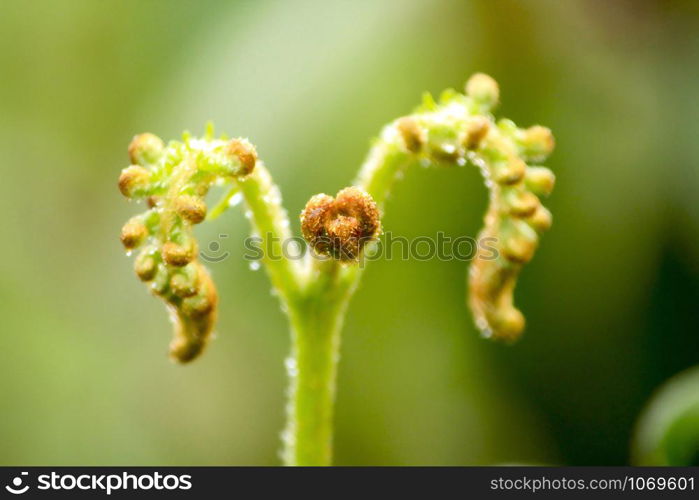 Soft shoots of ferns in nature.