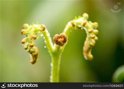 Soft shoots of ferns in nature.