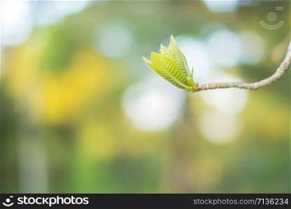 Soft shoots of green leaves