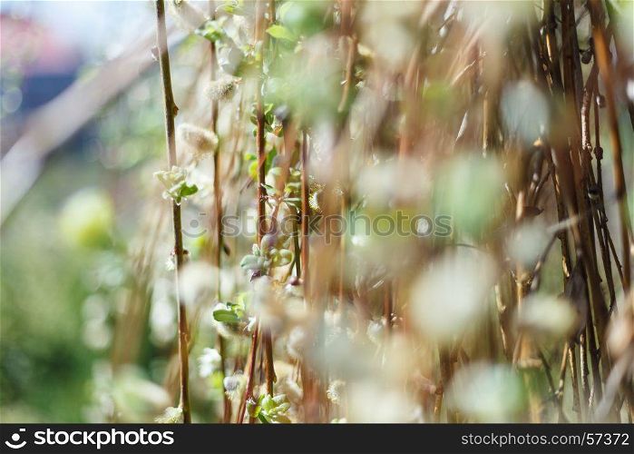 Soft spring background with pussy willow catkins, selective focus, for decoration. The soft spring background with pussy willow catkins, selective focus, for decoration
