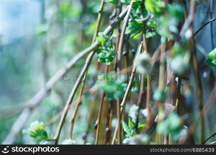 Soft spring background with pussy willow catkins, selective focus, for decoration. The soft spring background with pussy willow catkins, selective focus, for decoration