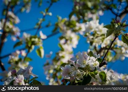 Soft white blooming trees over the clear blue sky, spring background.