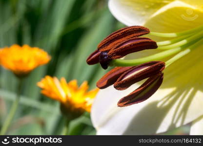 Soft white lily flower in the garden, natural background.