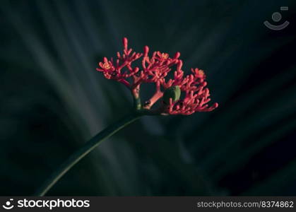 Softly focus of red bottleplant shrub flower Jatropha podagrica  are blooming with blurred dark green background in gardening area at home