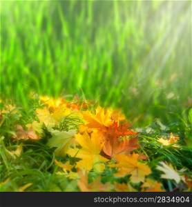 Softness. Autumnal abstract natural backgrounds