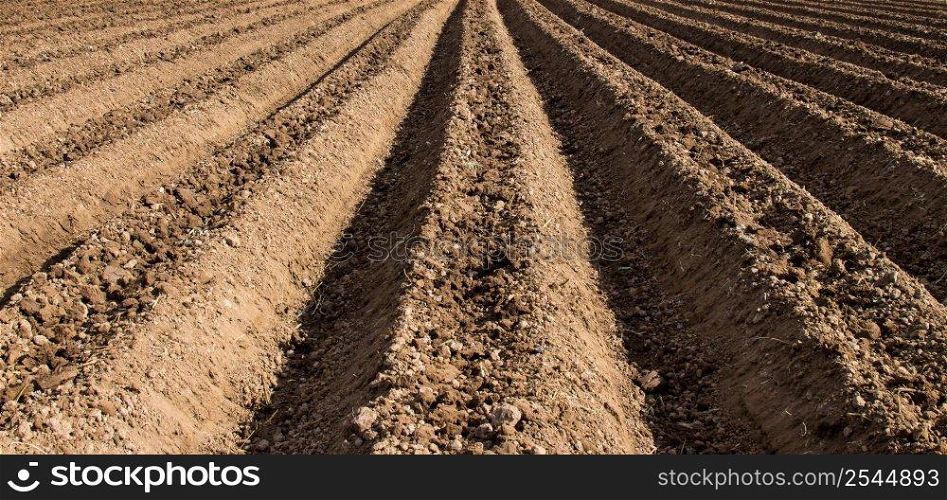 soil preparation for sowing vegetable in field agriculture.