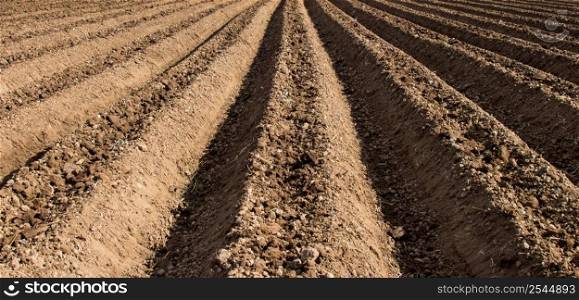 soil preparation for sowing vegetable in field agriculture.