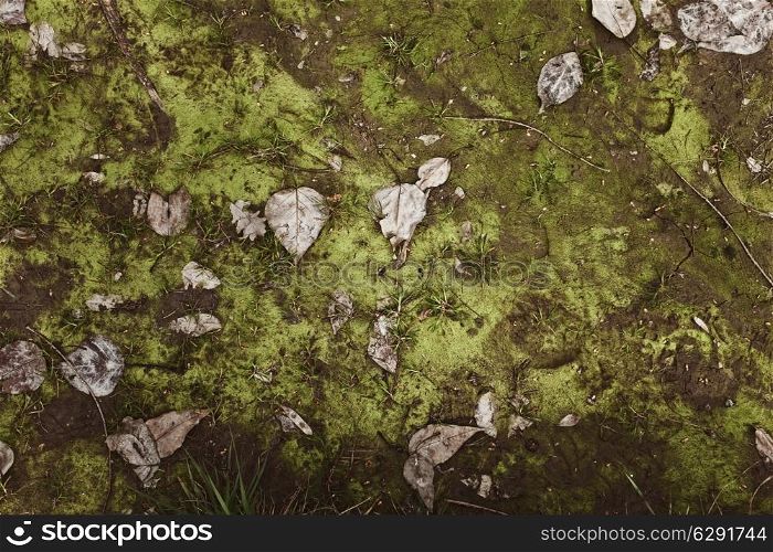 Soil with moss and fallen leaves closeup