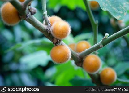 Solanum ferox, Hairy-fruited eggplant on a tree