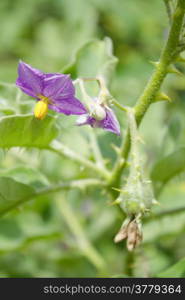 Solanum flowers